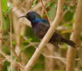 /album/some-overseas-trips/palestinian-sunbird-kibbutz-lotan-israel-spring-2007-jpg/